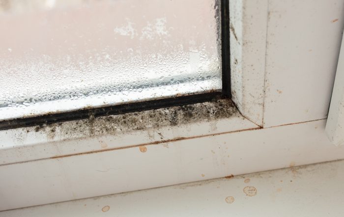 La moisissure sur les fenêtres : l’éviter et la prévenir